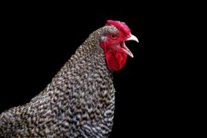 Nutrition For Chickens