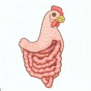 Gut Health for Chickens