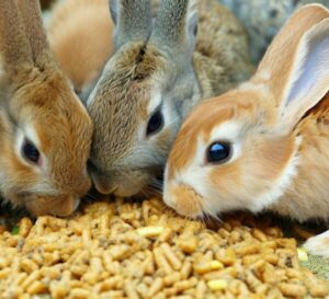 Can Rabbits Eat Chicken Feed? (Expert Advice)
