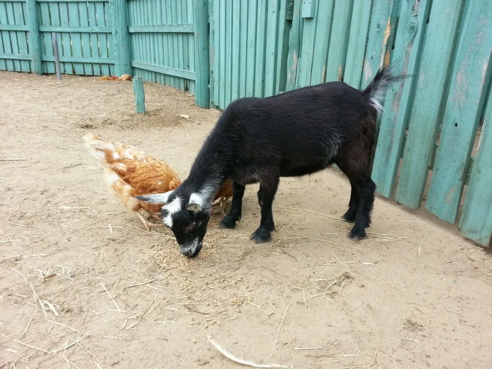 Can Chickens Eat Goat Feed?