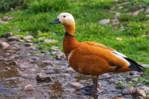 Can Ducks Eat Parsley? (Expert Advice)