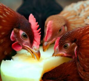 Can Chickens Eat Honeydew? (Yes, But How Much?)